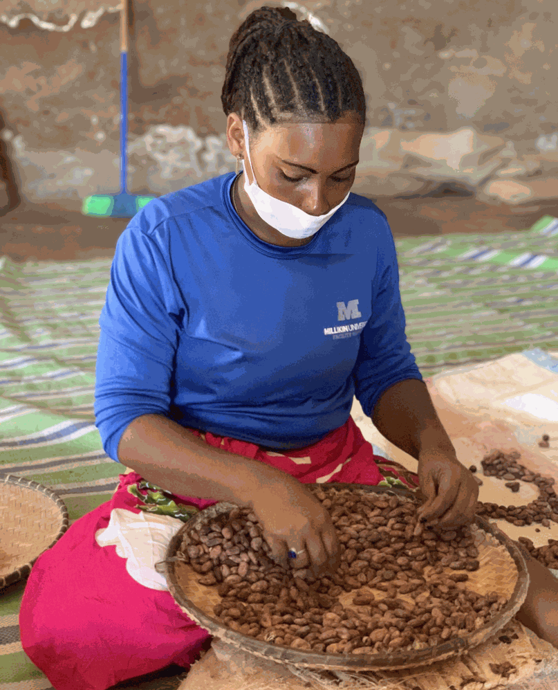 Récolte de cacao Madagascar Récolte de cacao Madagascar